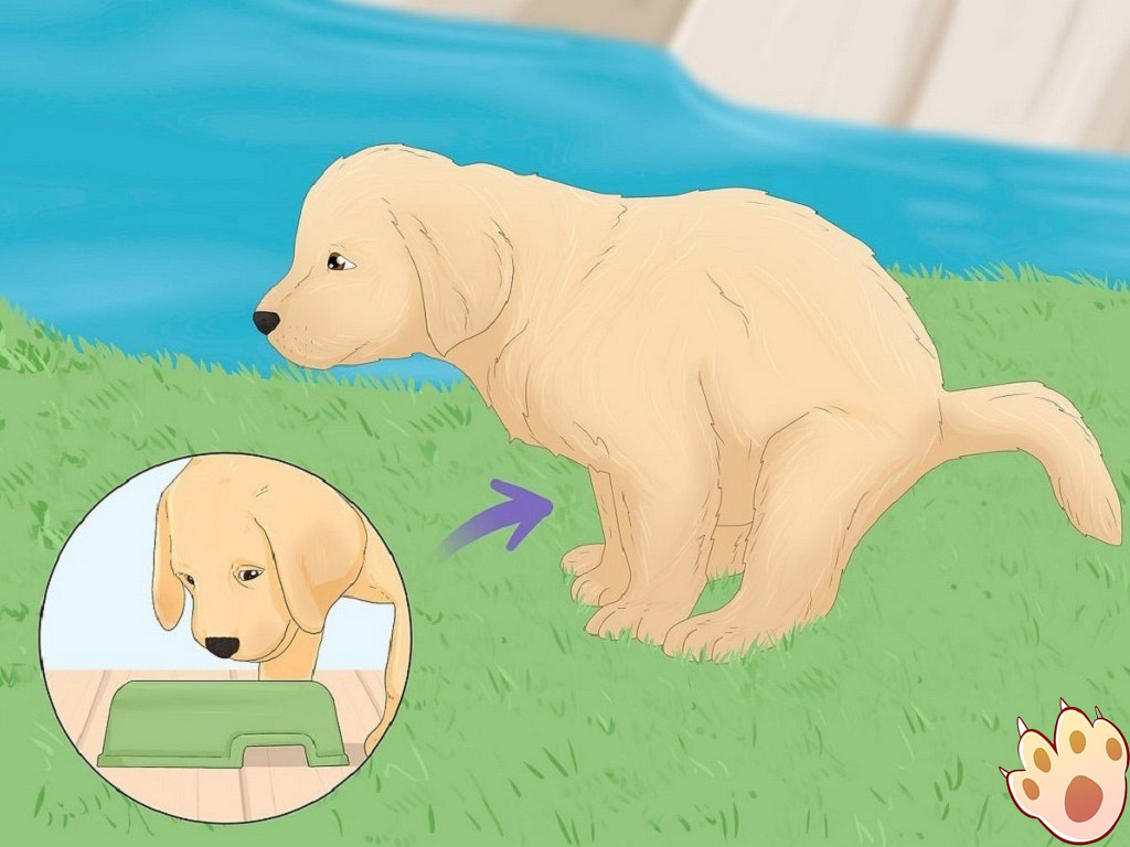 Male vs female dog comparison