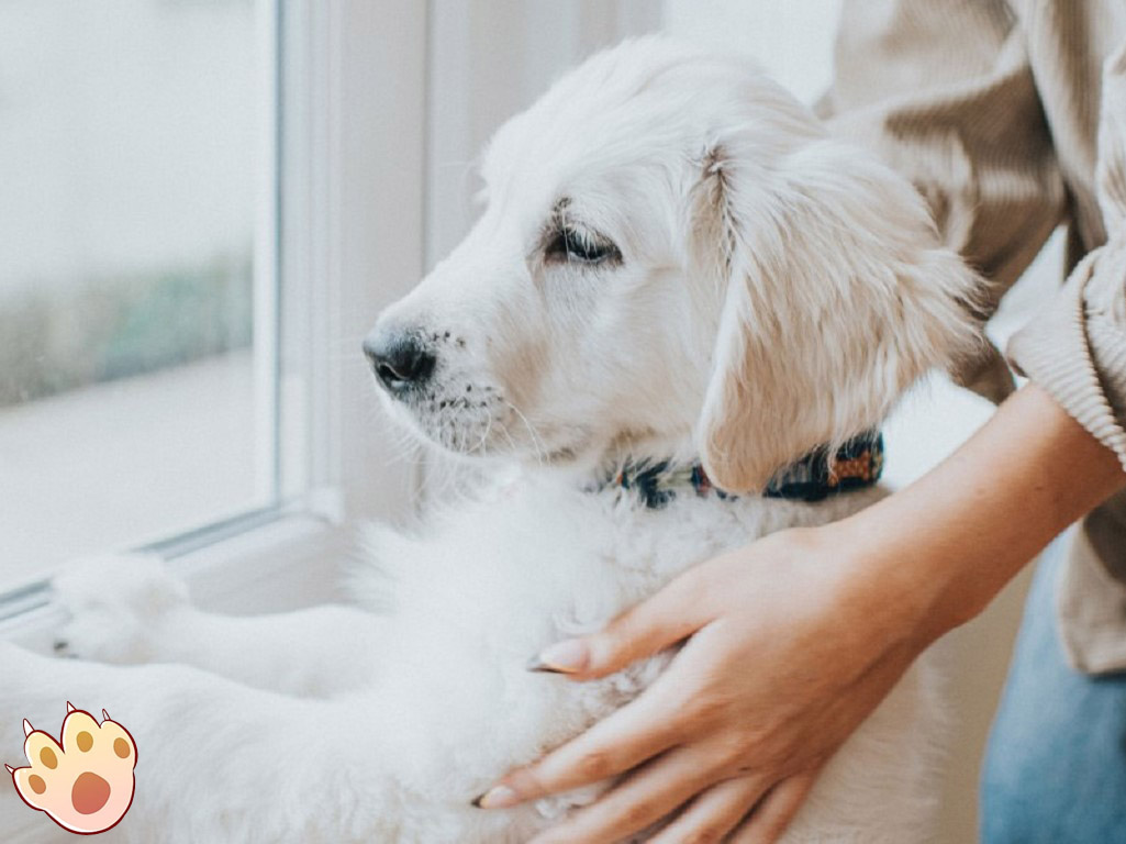 Male vs female dog comparison