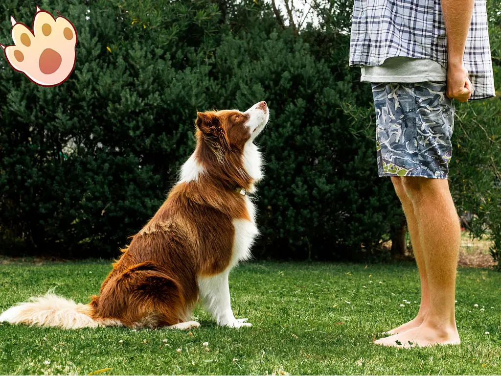 Male vs female dog comparison