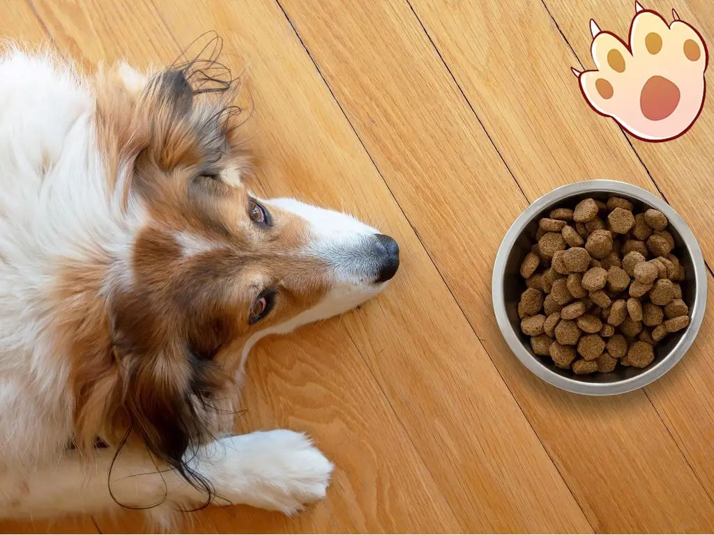 Male vs female dog comparison