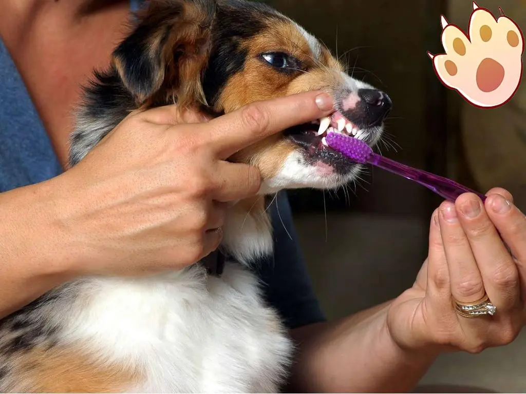 Dog dental care illustration