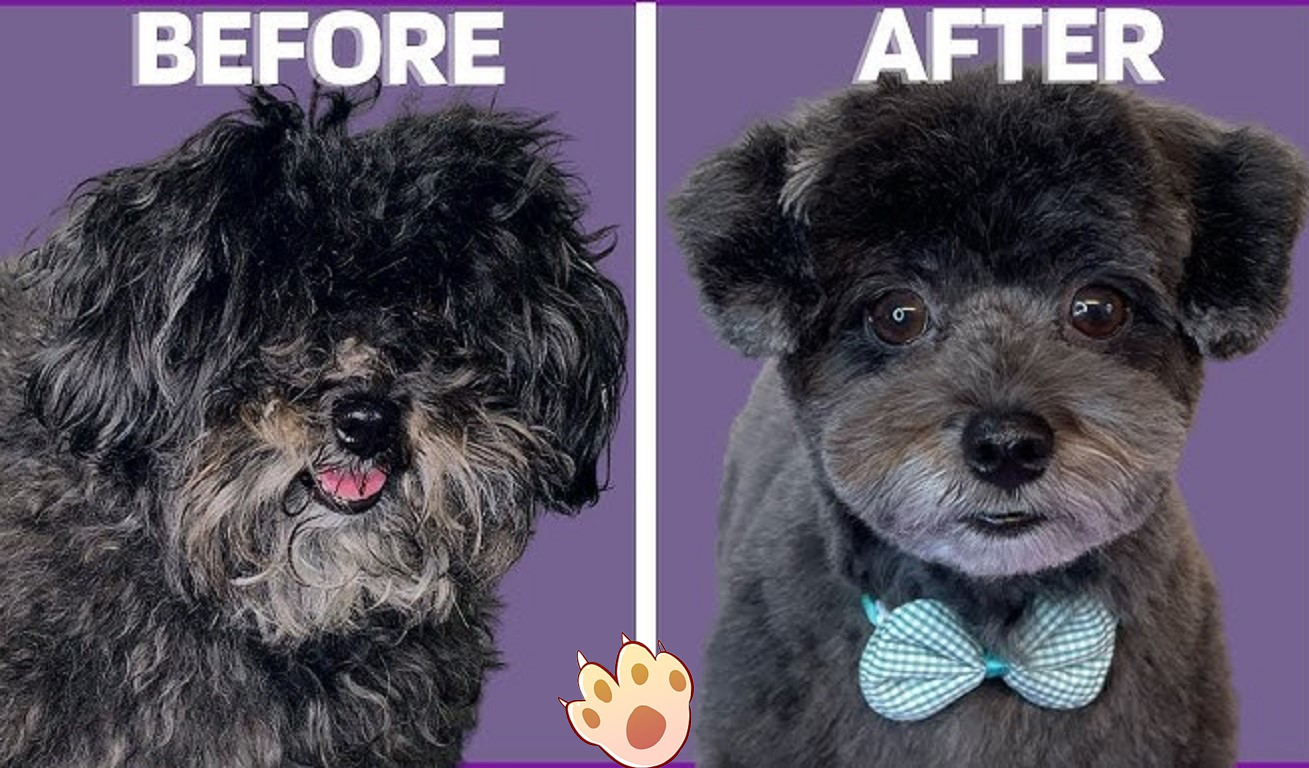 Dog dental care illustration