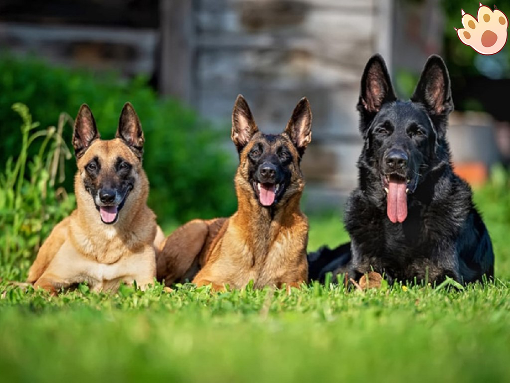 Dog dental care illustration