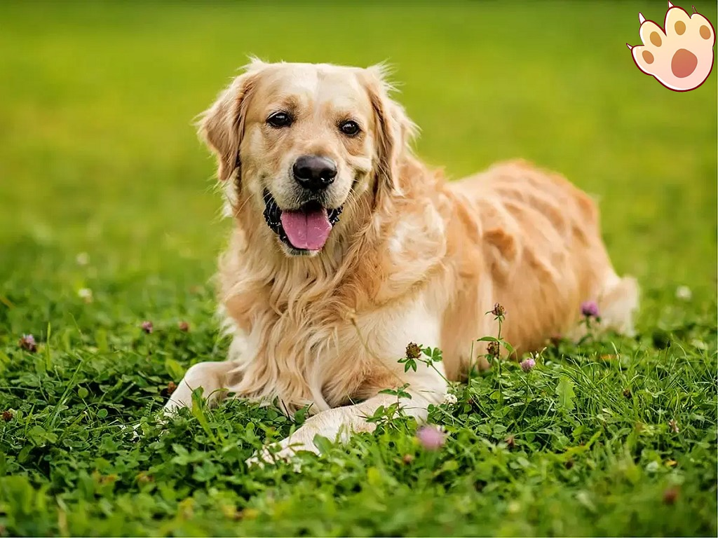 Dog dental care illustration