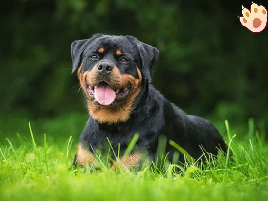 Dog dental care illustration