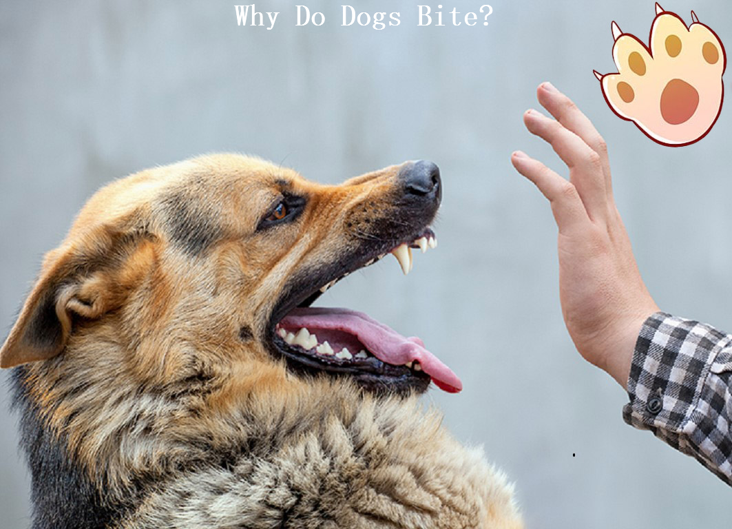 Dog dental care illustration