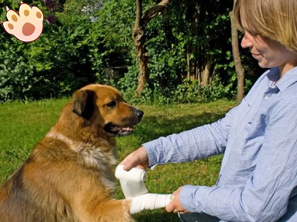 Dog dental care illustration