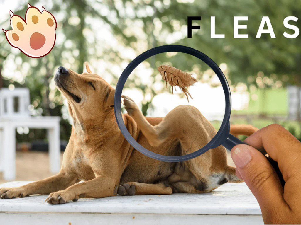 Dog dental care illustration