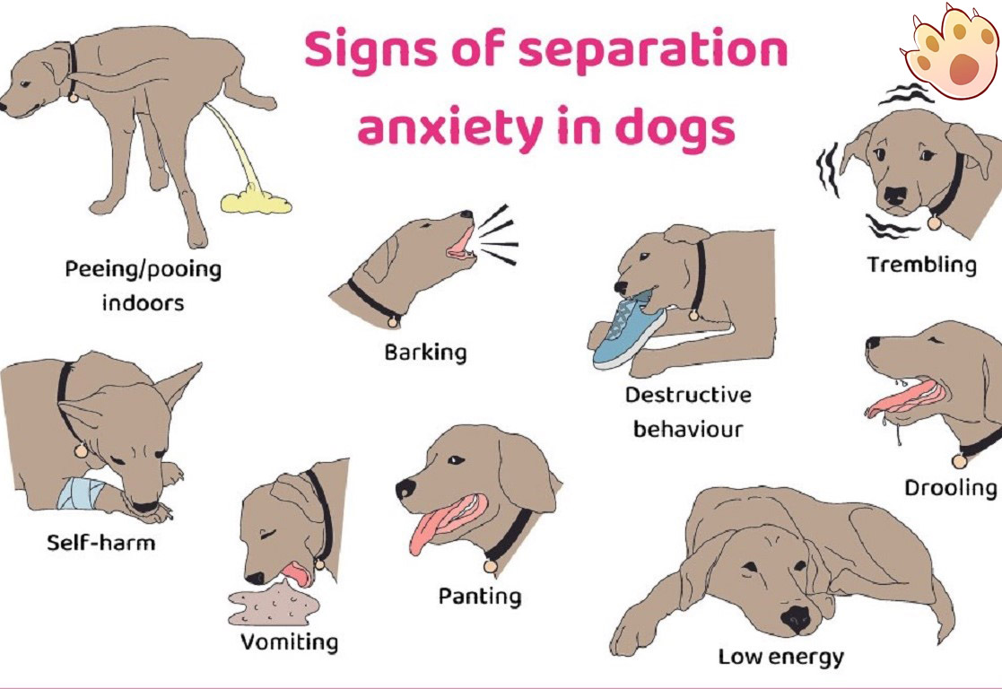 Dog dental care illustration