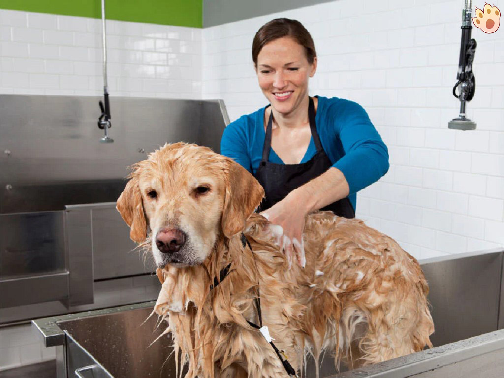 Dog dental care illustration