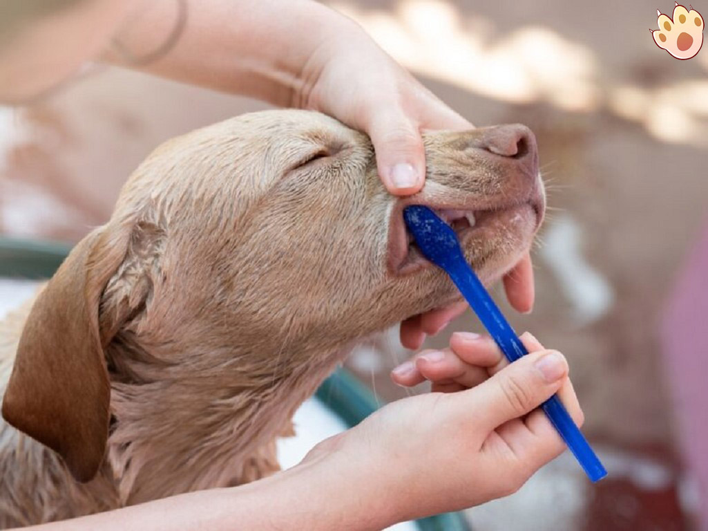 Dog dental care illustration